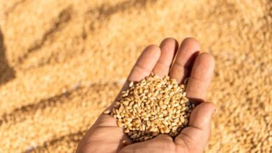 74.95 lakh metric tonnes of wheat procured in Haryana in Rabi season 2025-26, 97.40% lifting completed