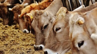 Haryana announces subsidy of Rs 30,000 for raising cows