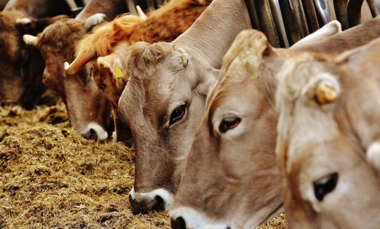 Haryana announces subsidy of Rs 30,000 for raising cows
